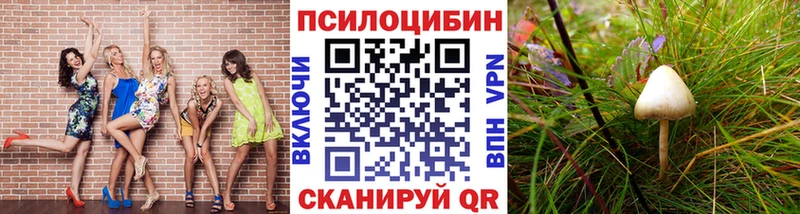 купить закладку Тимашёвск Псилоцибиновые грибы Psilocybine cubensis